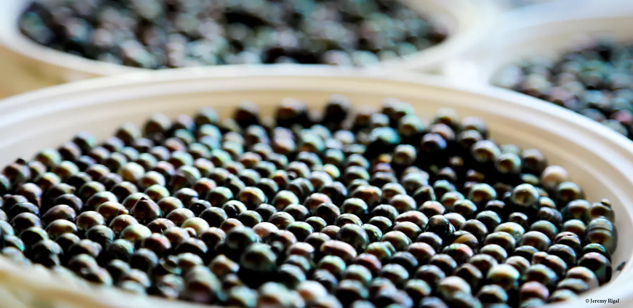 Perles noires de Tahiti